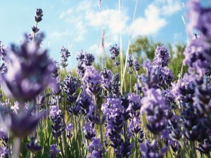 lavanda