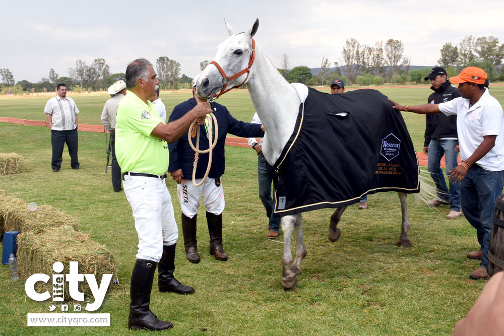 best-polo-pony