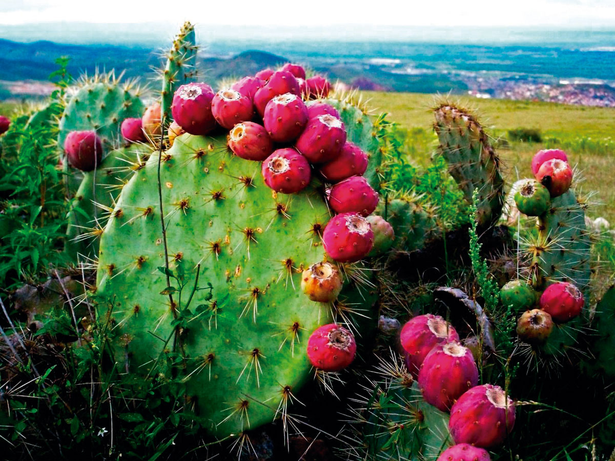 nopal